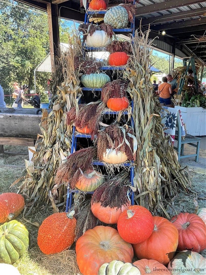 Fall in the Field at Renningers Mount Dora