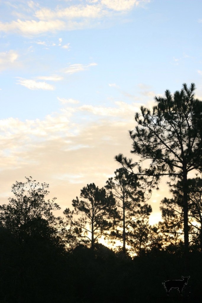 Sunrise in Florida-The Crowned Goat 