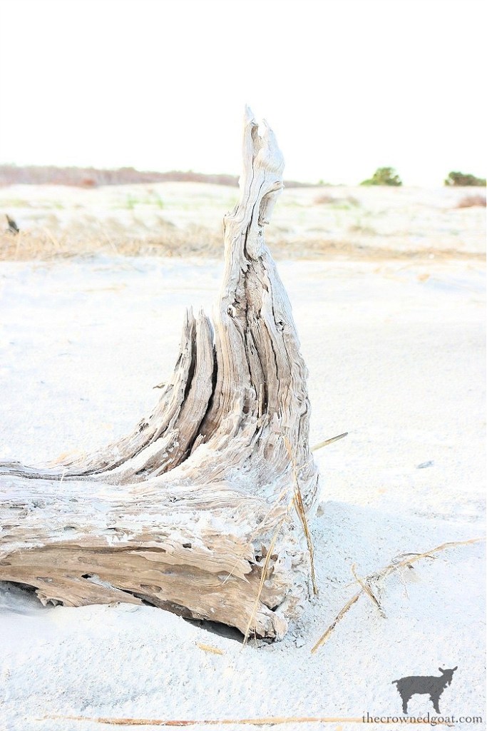 Simple Pleasures to Enjoy This Summer: Collect Shells, Sea Glass and Driftwood on the Beach-The Crowned Goat 